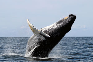 Whale Watching